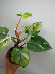 Sad Plants