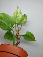 Sad Plants