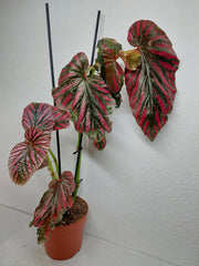 Sad Plants