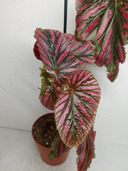 Sad Plants