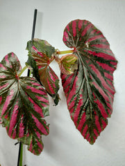 Sad Plants