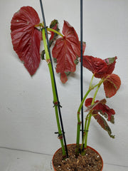 Sad Plants