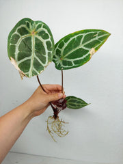 Sad Plants