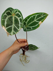 Sad Plants