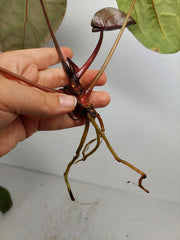 Sad Plants