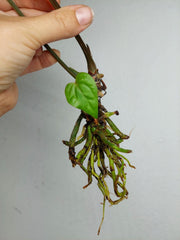Sad Plants