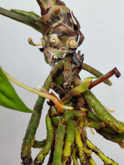 Sad Plants