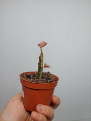 Sad Plants