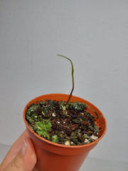 Sad Plants