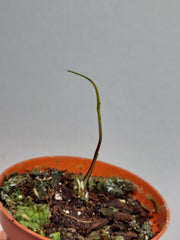 Sad Plants