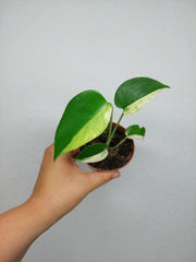 Monstera Jungle Mint