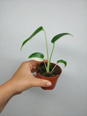 Monstera Jungle Mint