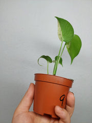 Monstera Jungle Mint