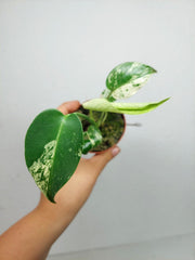 Monstera Jungle Mint