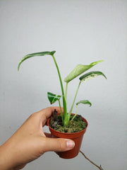 Monstera Jungle Mint