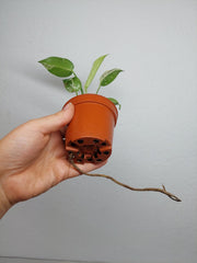 Monstera Jungle Mint