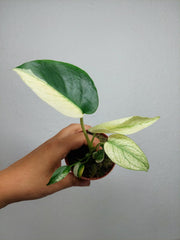 Monstera Jungle Mint