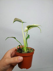 Monstera Jungle Mint
