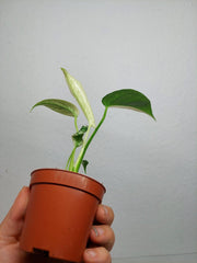 Monstera Jungle Mint