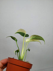 Monstera Jungle Mint