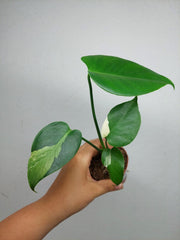 Monstera Jungle Mint