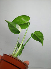 Monstera Jungle Mint