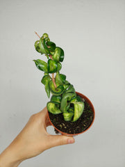 Hoya Compacta Mauna Loa