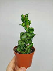Hoya Compacta Mauna Loa