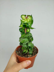 Hoya Compacta Mauna Loa