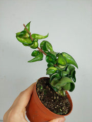 Hoya Compacta Mauna Loa