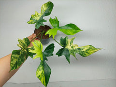Philodendron Florida Beauty x Mayoi Variegata