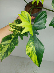 Philodendron Florida Beauty x Mayoi Variegata