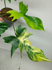 Philodendron Florida Beauty x Mayoi Variegata