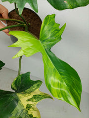 Philodendron Florida Beauty x Mayoi Variegata