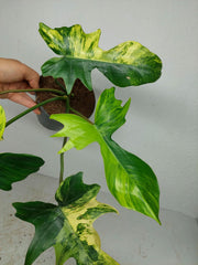 Philodendron Florida Beauty x Mayoi Variegata