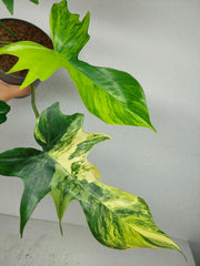 Philodendron Florida Beauty x Mayoi Variegata