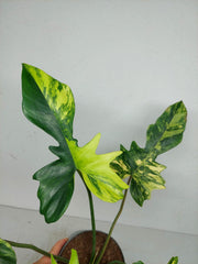 Philodendron Florida Beauty x Mayoi Variegata