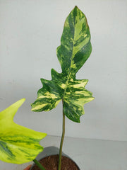 Philodendron Florida Beauty x Mayoi Variegata