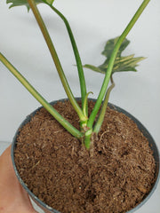 Philodendron Florida Beauty x Mayoi Variegata