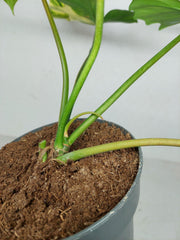 Philodendron Florida Beauty x Mayoi Variegata