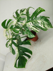 Sad Plants