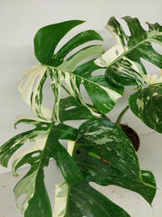 Sad Plants