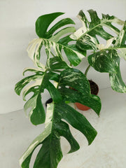 Sad Plants