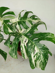 Sad Plants
