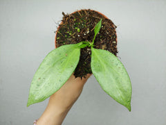 Hoya New Guinea Ghost