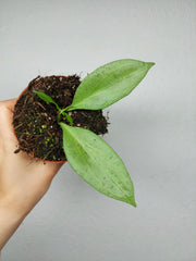 Hoya New Guinea Ghost