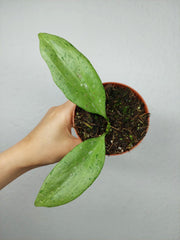 Hoya New Guinea Ghost