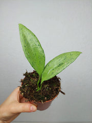 Hoya New Guinea Ghost