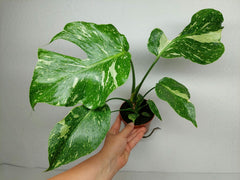 Monstera Electrolight / Electrolyte