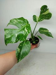 Monstera Electrolight / Electrolyte